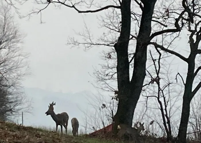 Роскошный шатер Glamping Pettirosso *